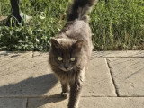 Olga, jeune chatte à adopter en association