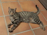 Indi, jeune chatte à adopter en association