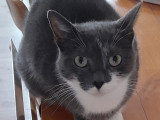 Pomponette, chatte à adopter en association