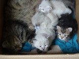 Les chatons et leur mère