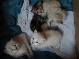 Les chatons à l'âge de trois semaines