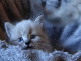 Blanca