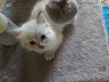 Berlioz
