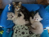Blanca, Bobby, Berlioz