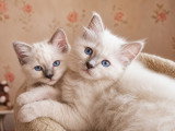 Magnifique chatons Sacré de Birmanie LOOF à vendre