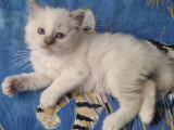 Magnifique chatons Sacré de Birmanie LOOF à vendre