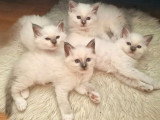 Magnifique chatons Sacré de Birmanie LOOF à vendre