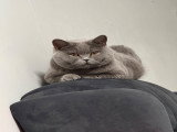Chatte adulte de type British Shorthair à vendre