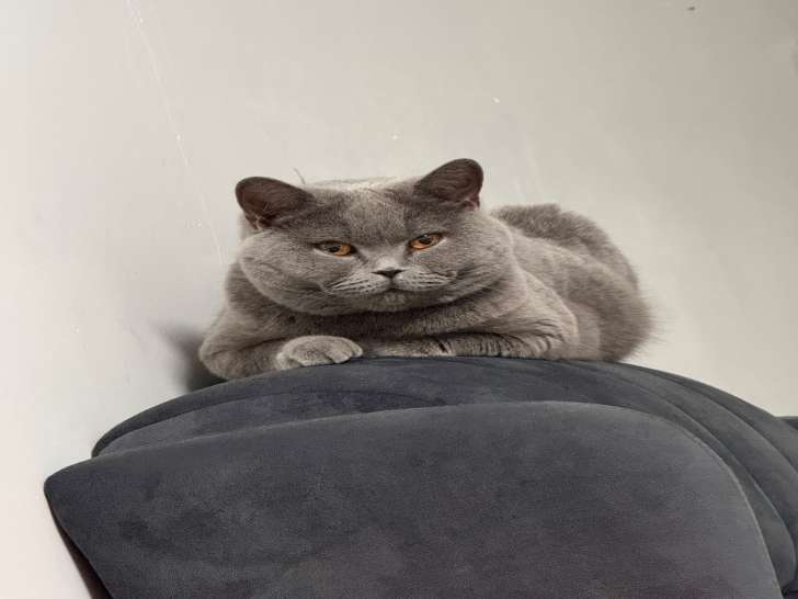 Chatte adulte de type British Shorthair à vendre
