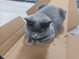Chatte adulte de type British Shorthair à vendre