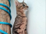 En attente d'un foyer : chaton femelle tigrée de 6 mois