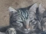 À la recherche d'une famille : chaton mâle tigré de 6 mois