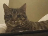 À la recherche d'une famille : chaton mâle tigré de 6 mois