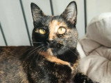 Wallie,d ouce chatte à adopter en association
