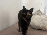 Wallie,d ouce chatte à adopter en association