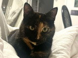 Wallie,d ouce chatte à adopter en association