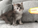Chatons Maine Coon mâles et femelle LOOF à vendre