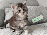 Chatons Maine Coon mâles et femelle LOOF à vendre