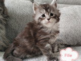 Chatons Maine Coon mâles et femelle LOOF à vendre