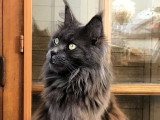 Chatte Maine Coon blue smoke d'août 2019 LOOF à vendre