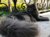 Chatte Maine Coon blue smoke d'août 2019 LOOF à vendre