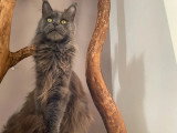 Chatte Maine Coon blue smoke d'août 2019 LOOF à vendre