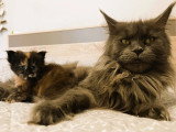 Chatte Maine Coon blue smoke d'août 2019 LOOF à vendre