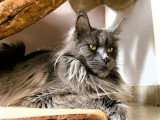 Chatte Maine Coon blue smoke d'août 2019 LOOF à vendre