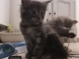 Chaton