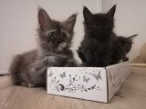 Chatons Maine Coon LOOF SQR 3 à vendre