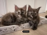 Chatons Maine Coon LOOF SQR 3 à vendre