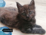 Chatons Maine Coon LOOF SQR 3 à vendre