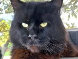 Saillie Maine Coon noir polydactyle LOOF mâle né septembre 2021