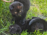 3 chatons Scottish Fold disponibles