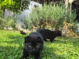 3 chatons Scottish Fold disponibles