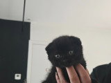 3 chatons Scottish Fold disponibles
