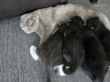 3 chatons Scottish Fold disponibles