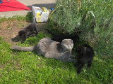 3 chatons Scottish Fold disponibles