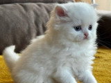3 chatons Persan non LOOF nés en avril 2026 à réserver