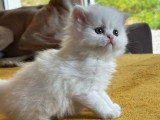 3 chatons Persan non LOOF nés en avril 2026 à réserver