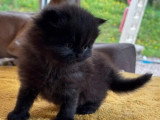 3 chatons Persan non LOOF nés en avril 2026 à réserver