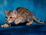 Chatte Bengal LOOF de juillet 2023 en vente