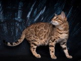 Chatte Bengal LOOF de juillet 2023 en vente