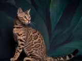 Chatte Bengal LOOF de juillet 2023 en vente
