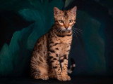 Chatte Bengal LOOF de juillet 2023 en vente