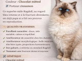 Chat Ragdoll LOOF chocolat mitted disponible pour saillie