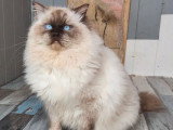 Chat Ragdoll LOOF chocolat mitted disponible pour saillie