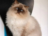 Chat Ragdoll LOOF chocolat mitted disponible pour saillie