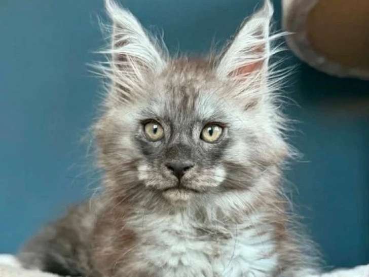 Chaton Maine Coon black smoke LOOF mâle à vendre, né en février 2026