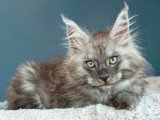 Chaton Maine Coon black smoke LOOF mâle à vendre, né en février 2026